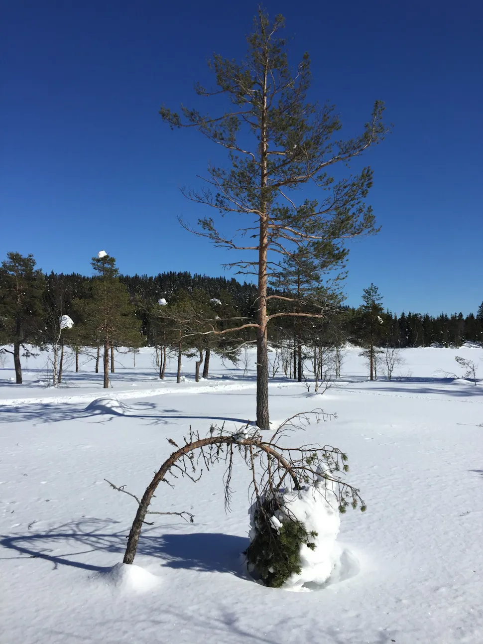 Furu-struts med hodet i sneen