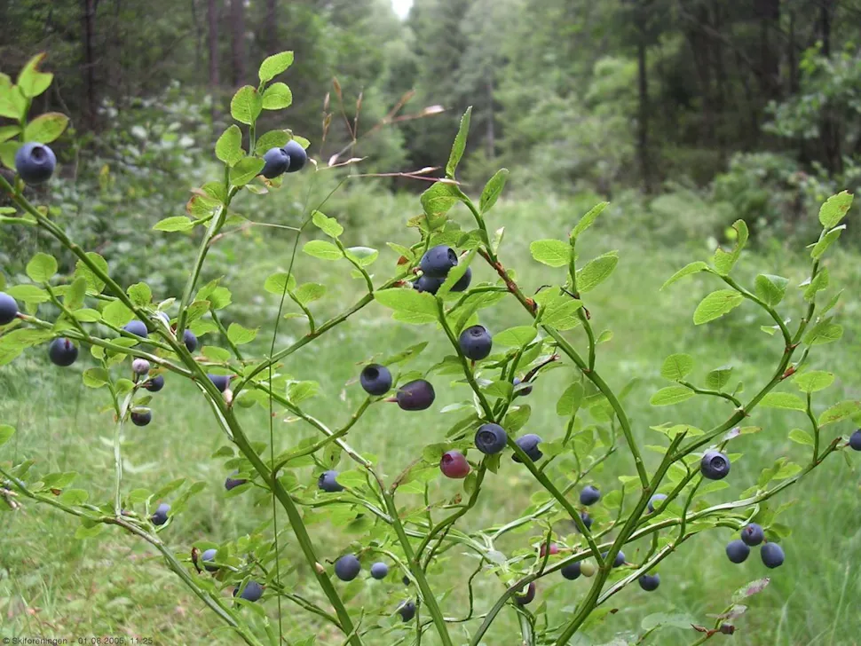 Mye blåbær på Galemyr