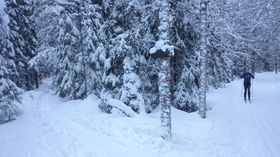 På smale spor inn i Svartdalen med ekstra mye snø i år