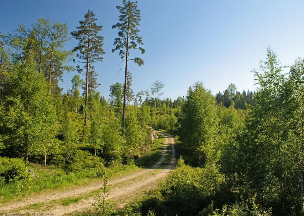 Skogsbilveien over Bertelsmyråsen