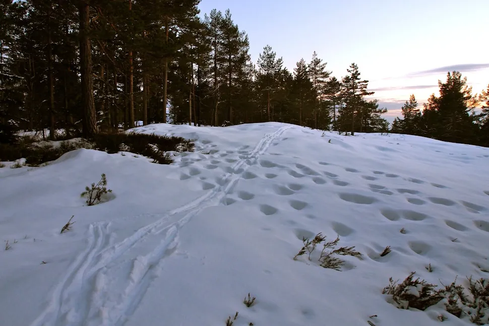 Spor i snøen over Høiås