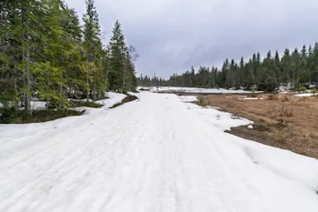 Det er over tre uker siden løypa på myrene nord for Mikkelsbonn ble preparert, og sporene er nå delvis utvisket. Det gikk imidlertid greit å gå på ski her  inn til Mikkelsbonn.