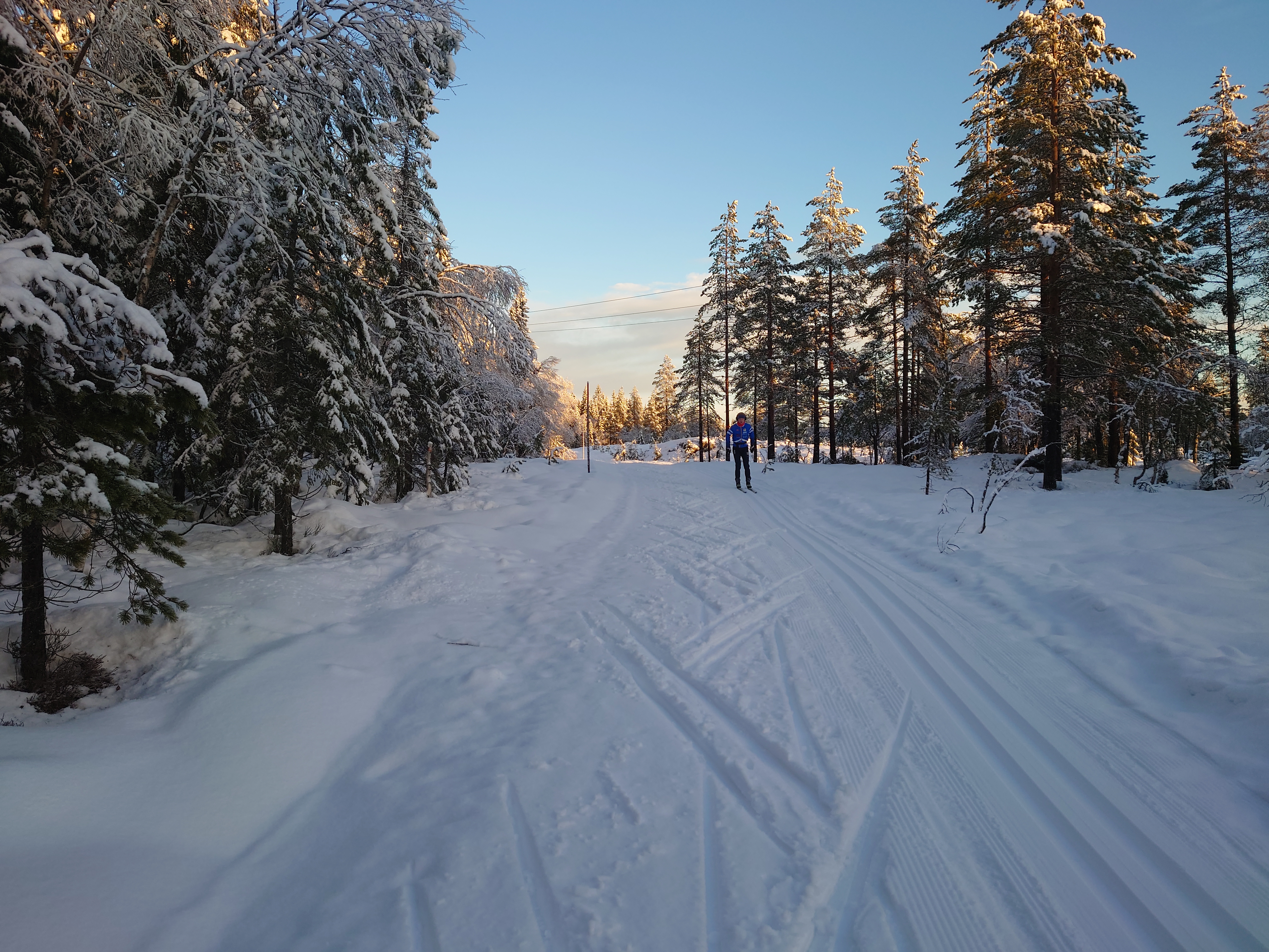 Skiløper i skogen.