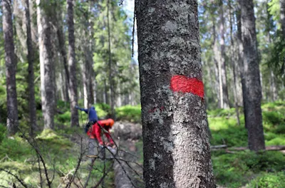 Mann maler på tre i skogen