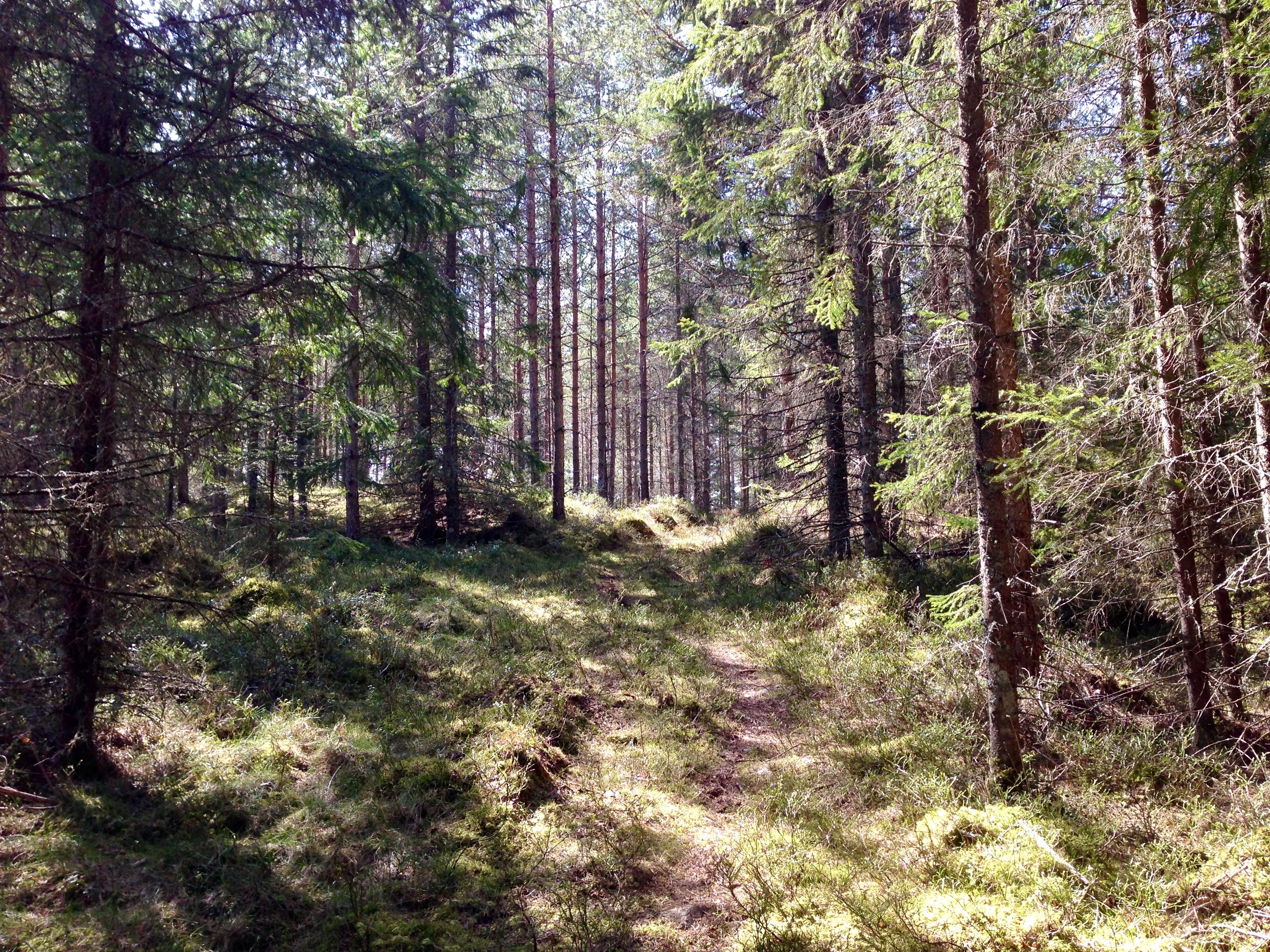 Natur i Flyktningeruta