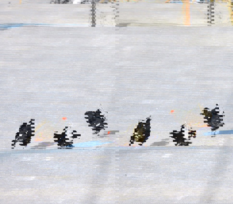 Orrhanene i sving på Totenåsen