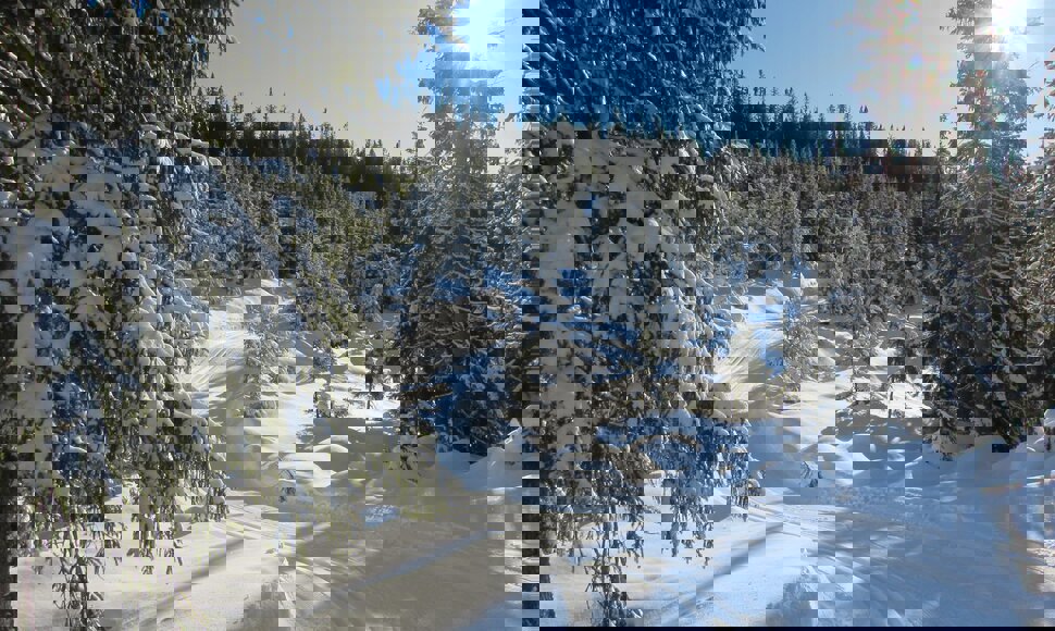 Gjennom skogen i Fløytildalen