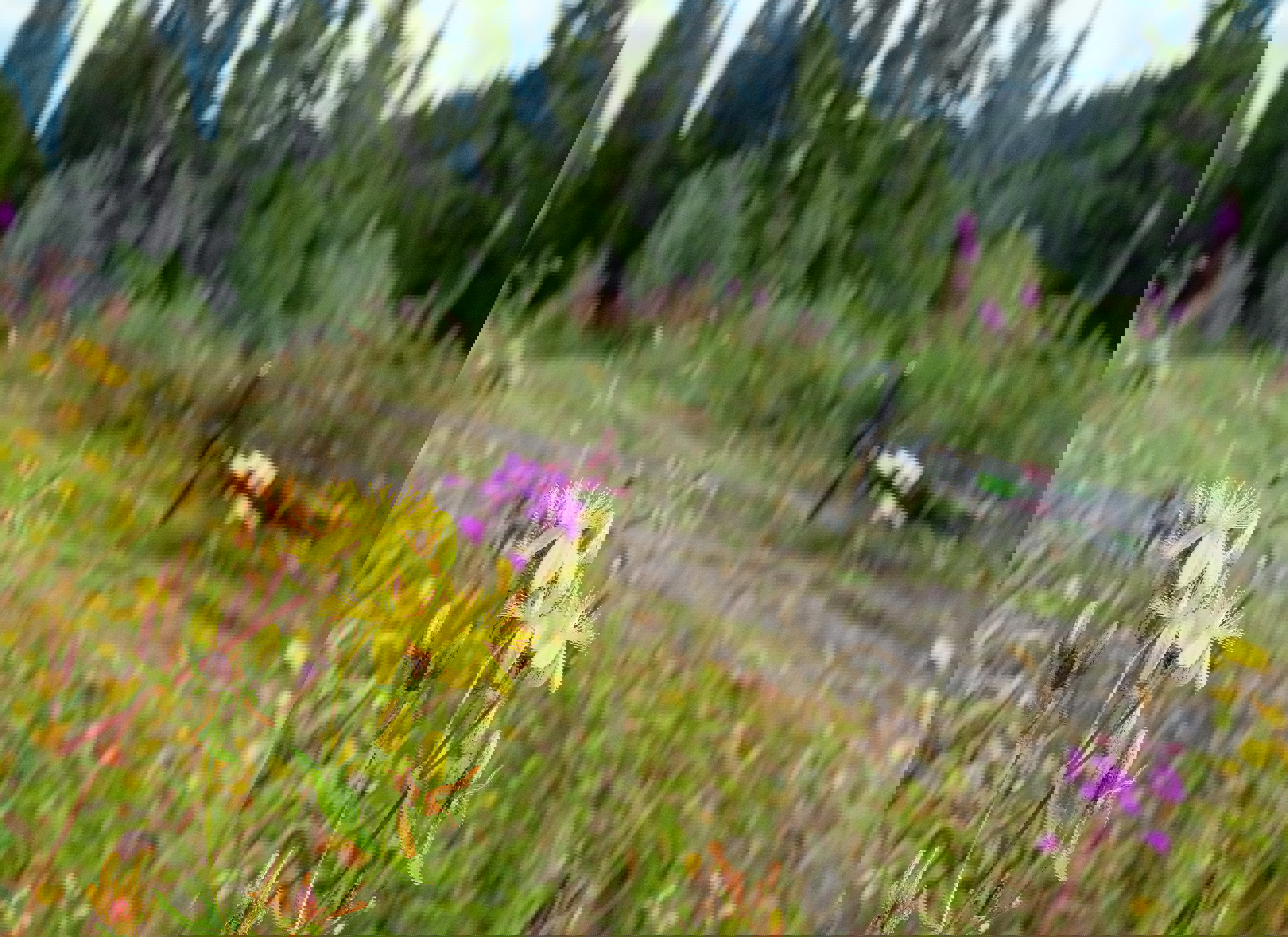 Blant perikum og geiterams