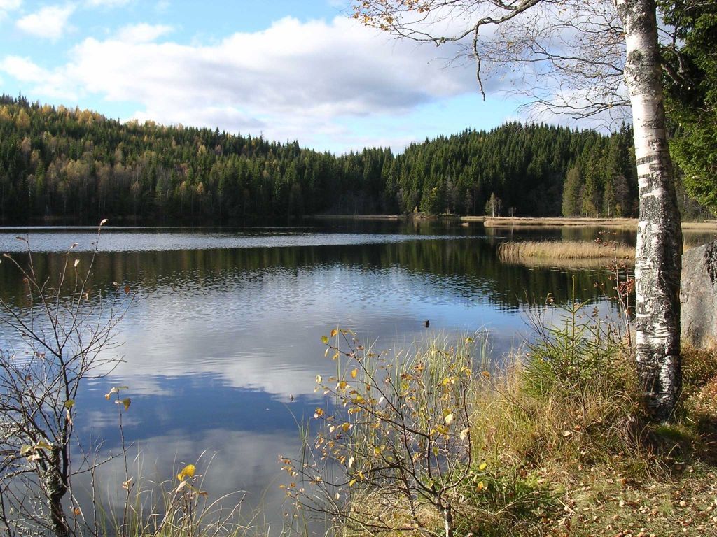 Abborvann - fortsatt i sommerdrakt