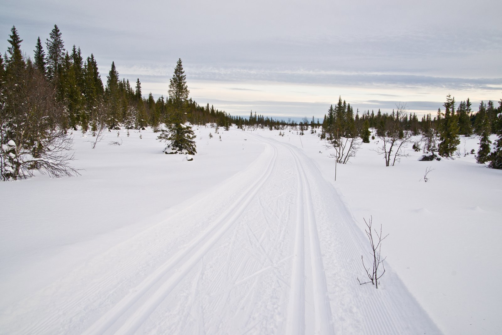 Åpent myrterreng på Grindlirunden