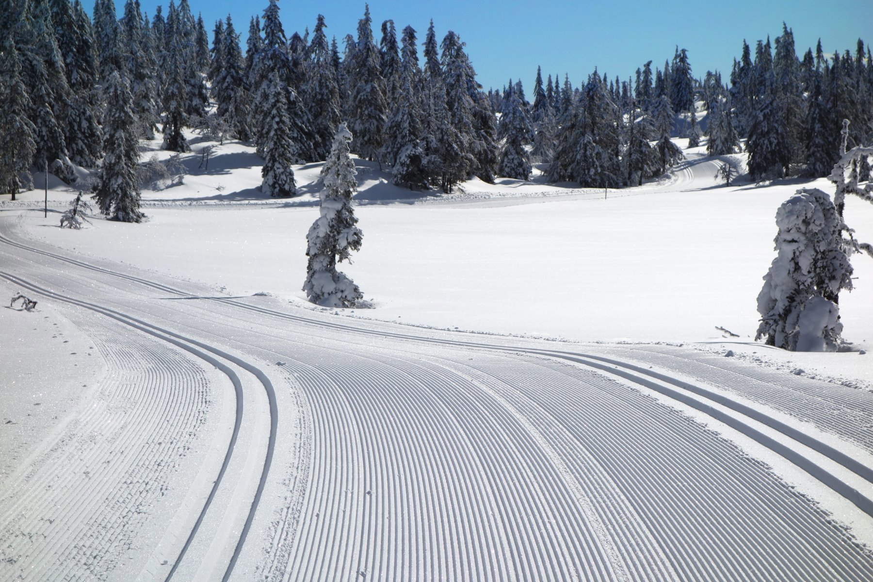Årets flotteste skitur på Totenåsen
