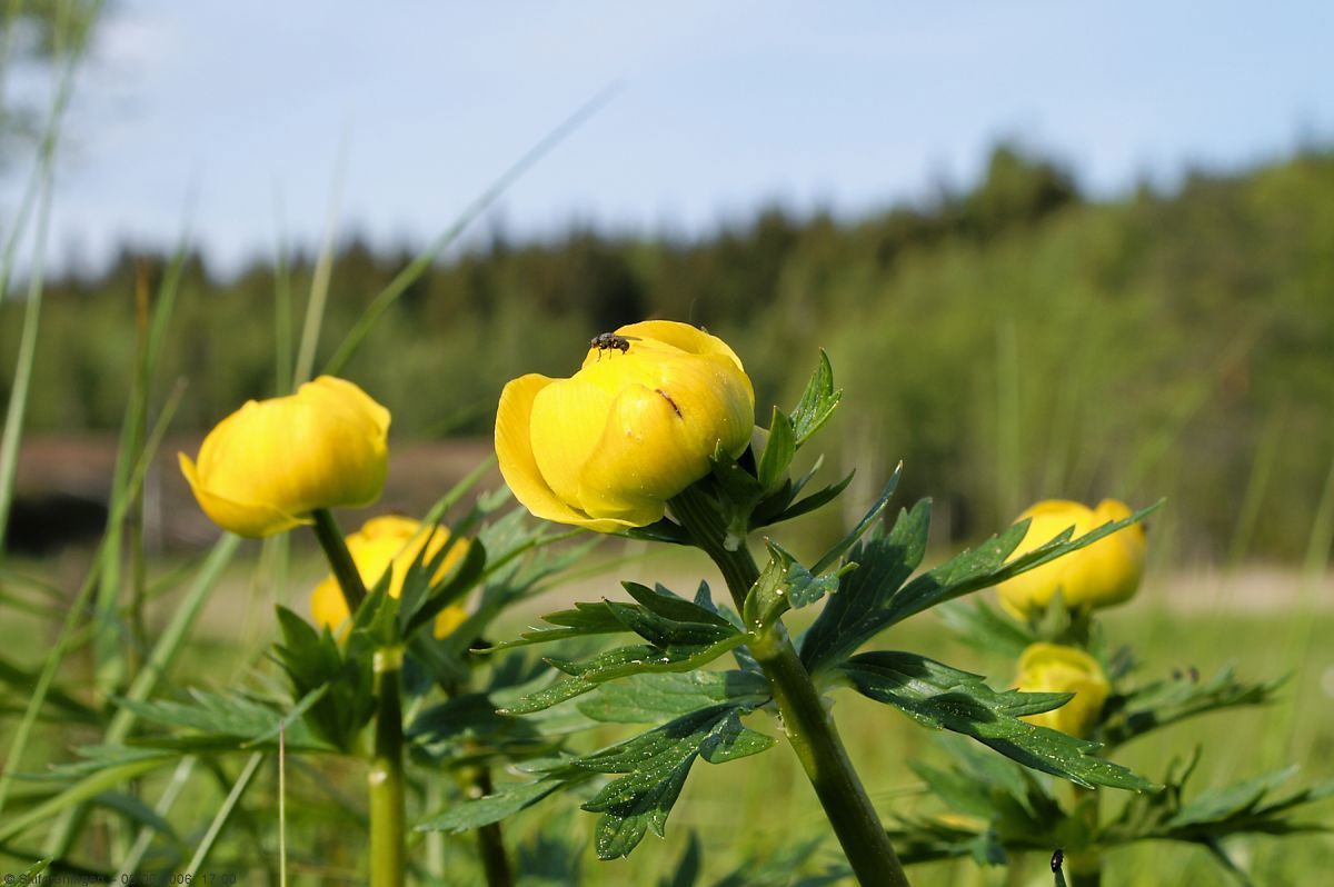 Ballblom på Slåttemyra