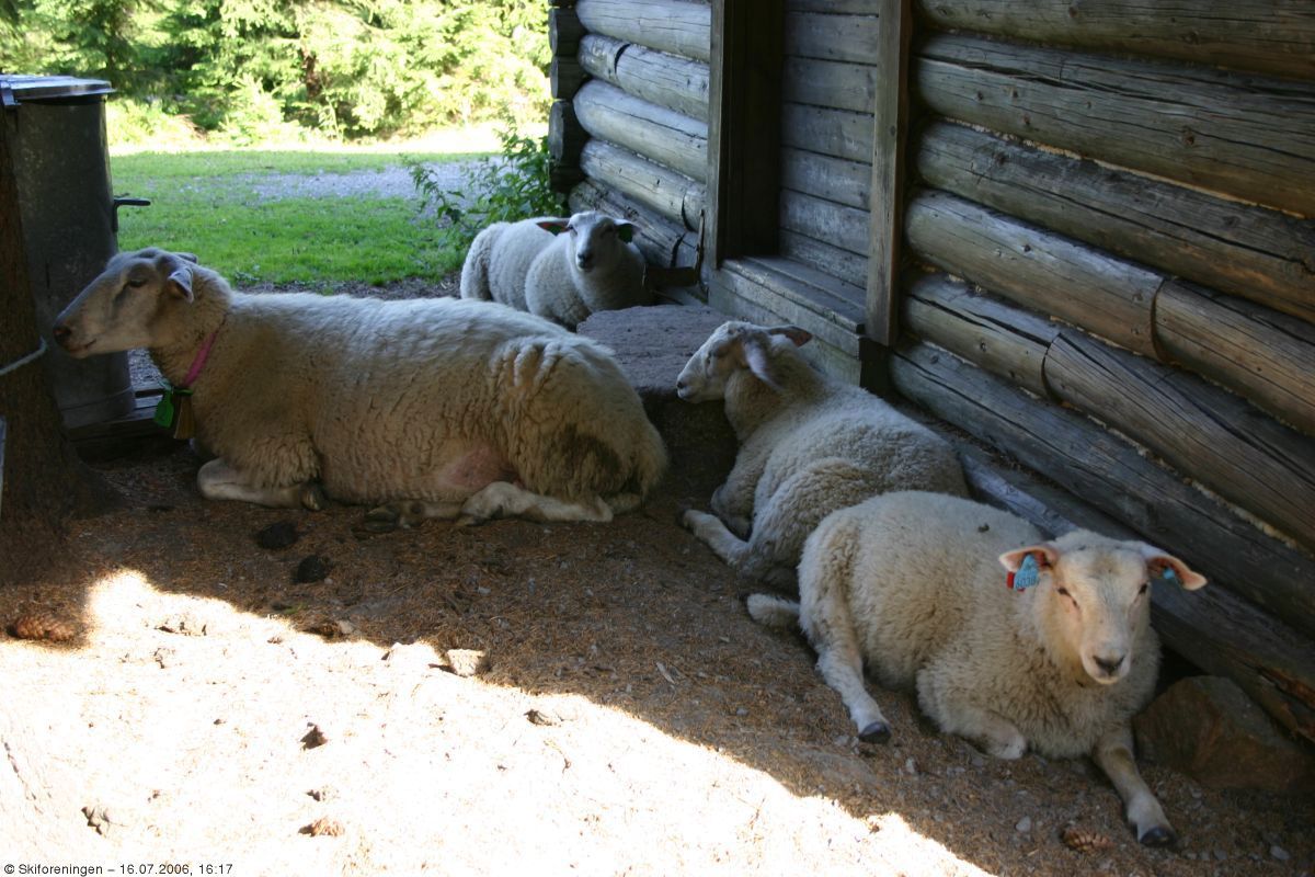 Behagelig skygge i ly av Myggheim