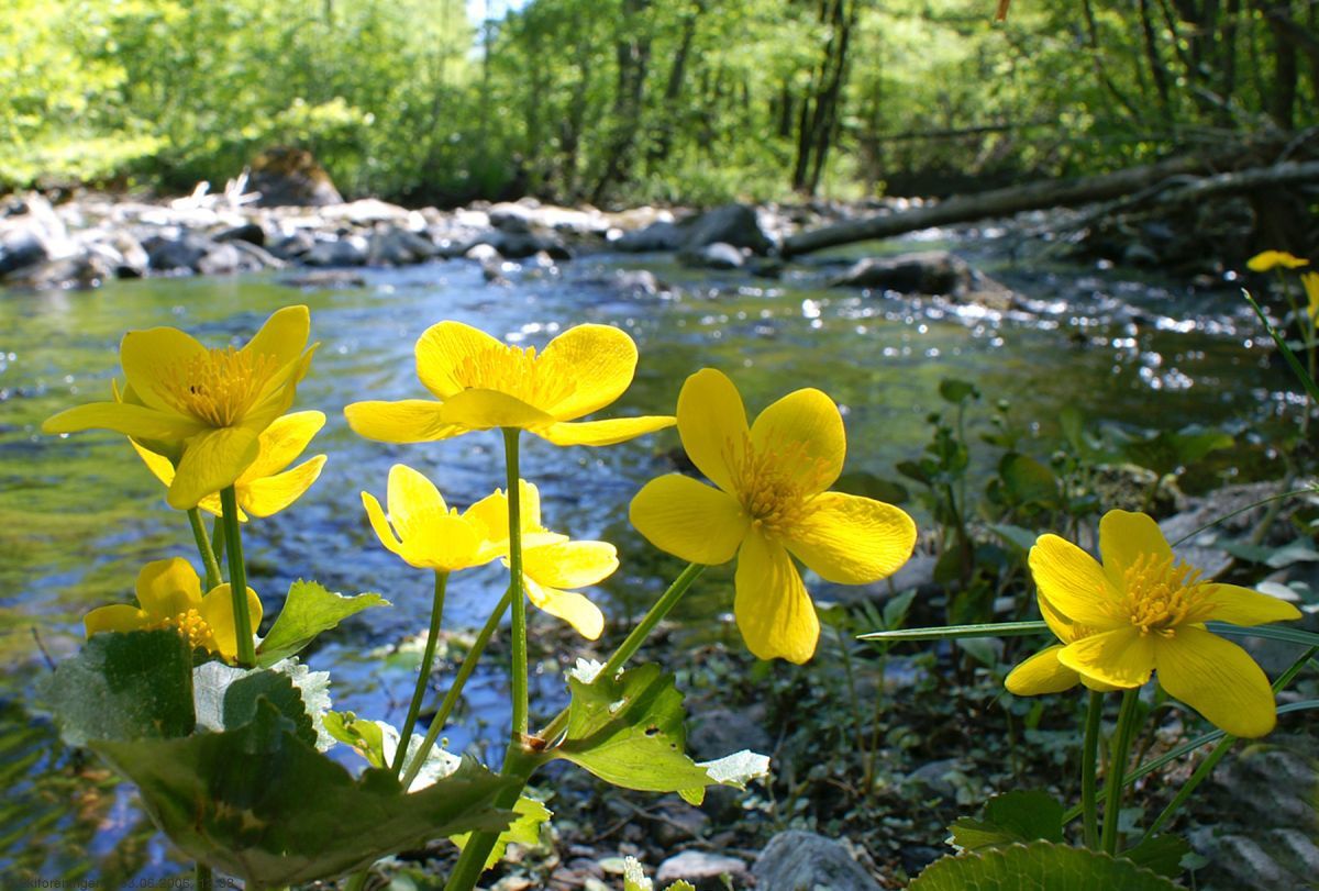 Bekkeblom ved Isielva