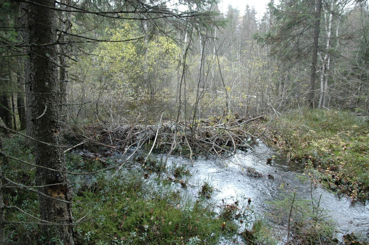 Beverdam i Badstudalen