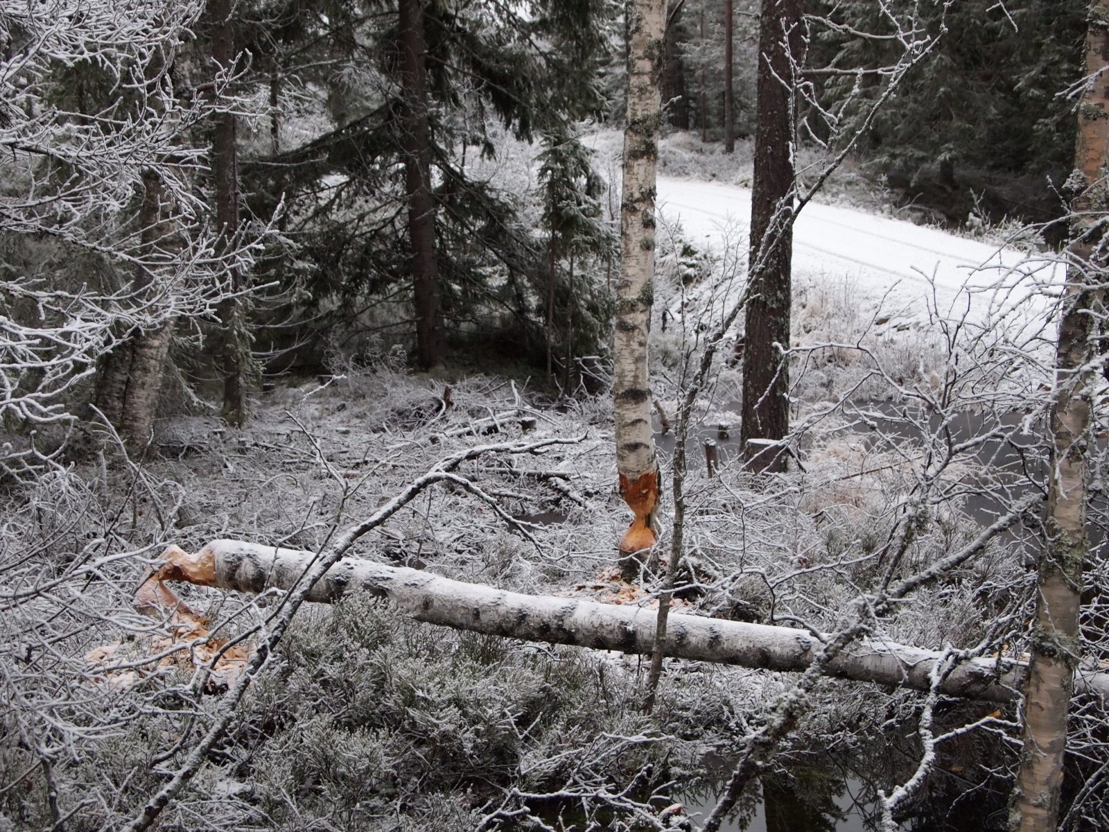 Beverne er på hugget!