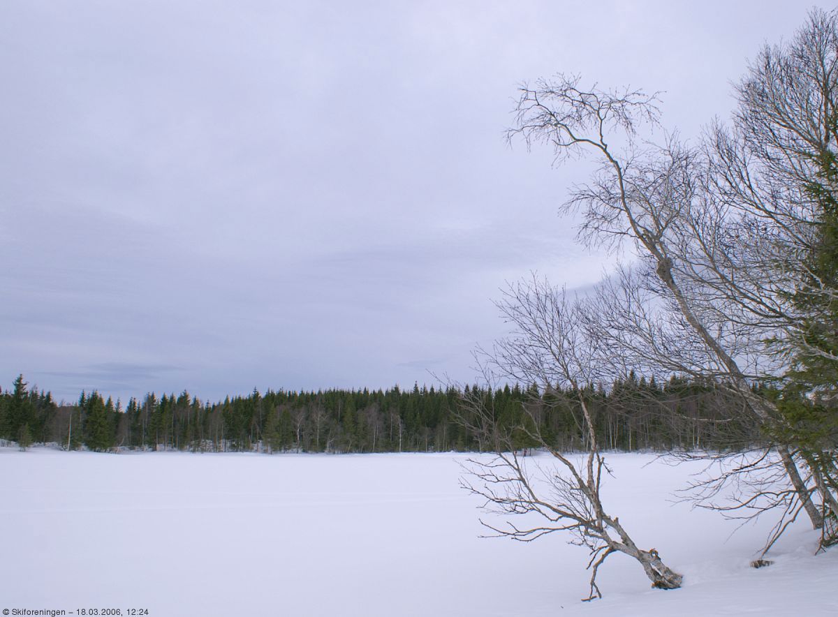 Bjerkene ved Finntjern venter på våren