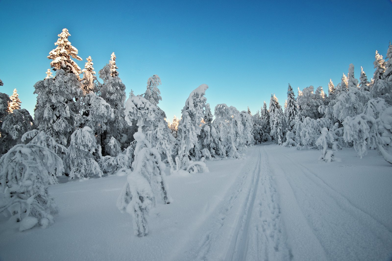 Blåkaldt ved Vestergyllen