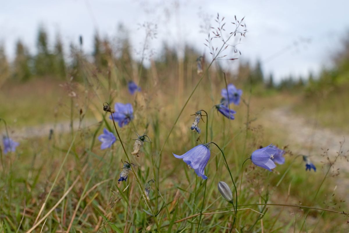 Blåklokker i veien