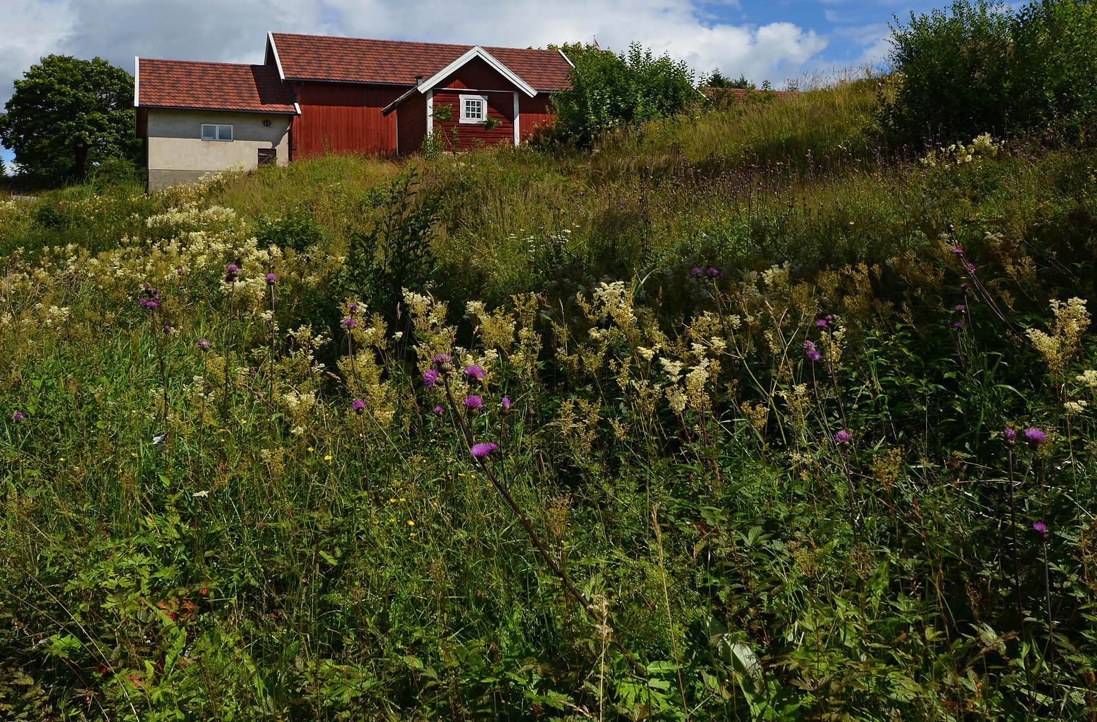 Blankvannsbråtan: Denne uken er det tistel og mjødurt som gjelder