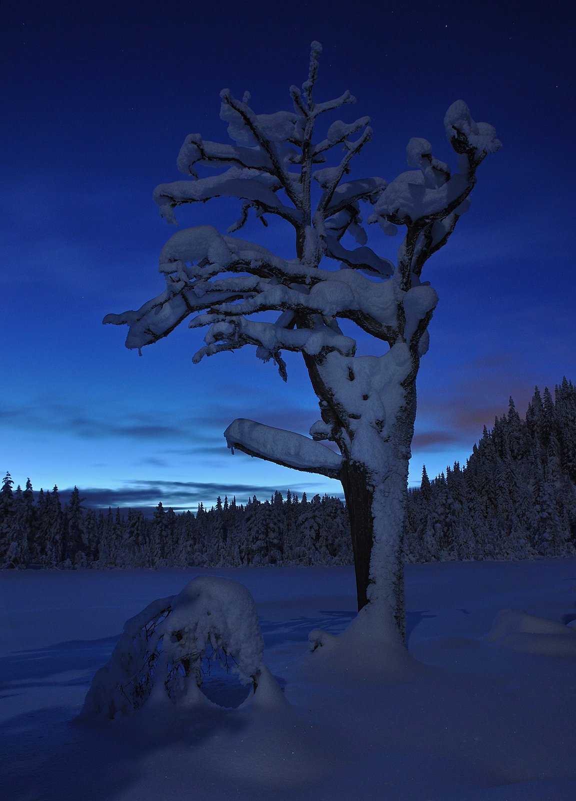 Blåtime og måneskinn