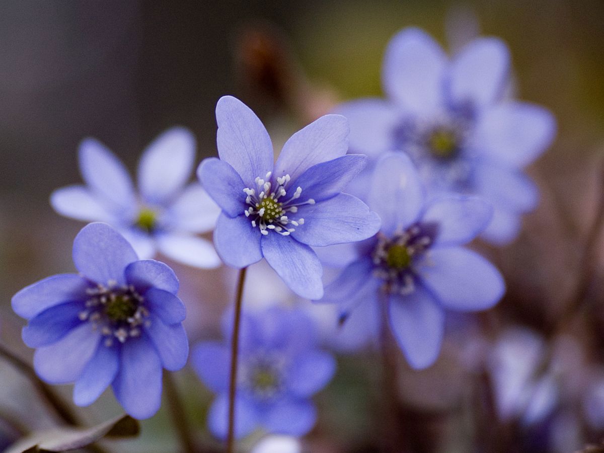 Blåveis ved Fleskum gård