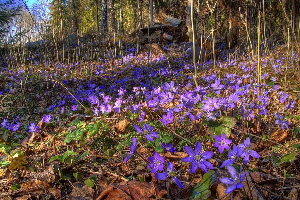 Blåveisteppe ved Fleskum