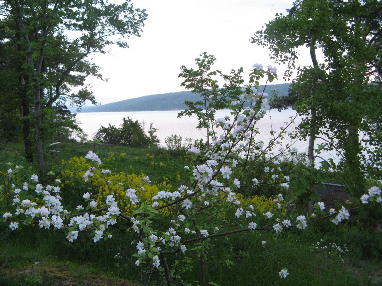 Blomstrende Blylaget