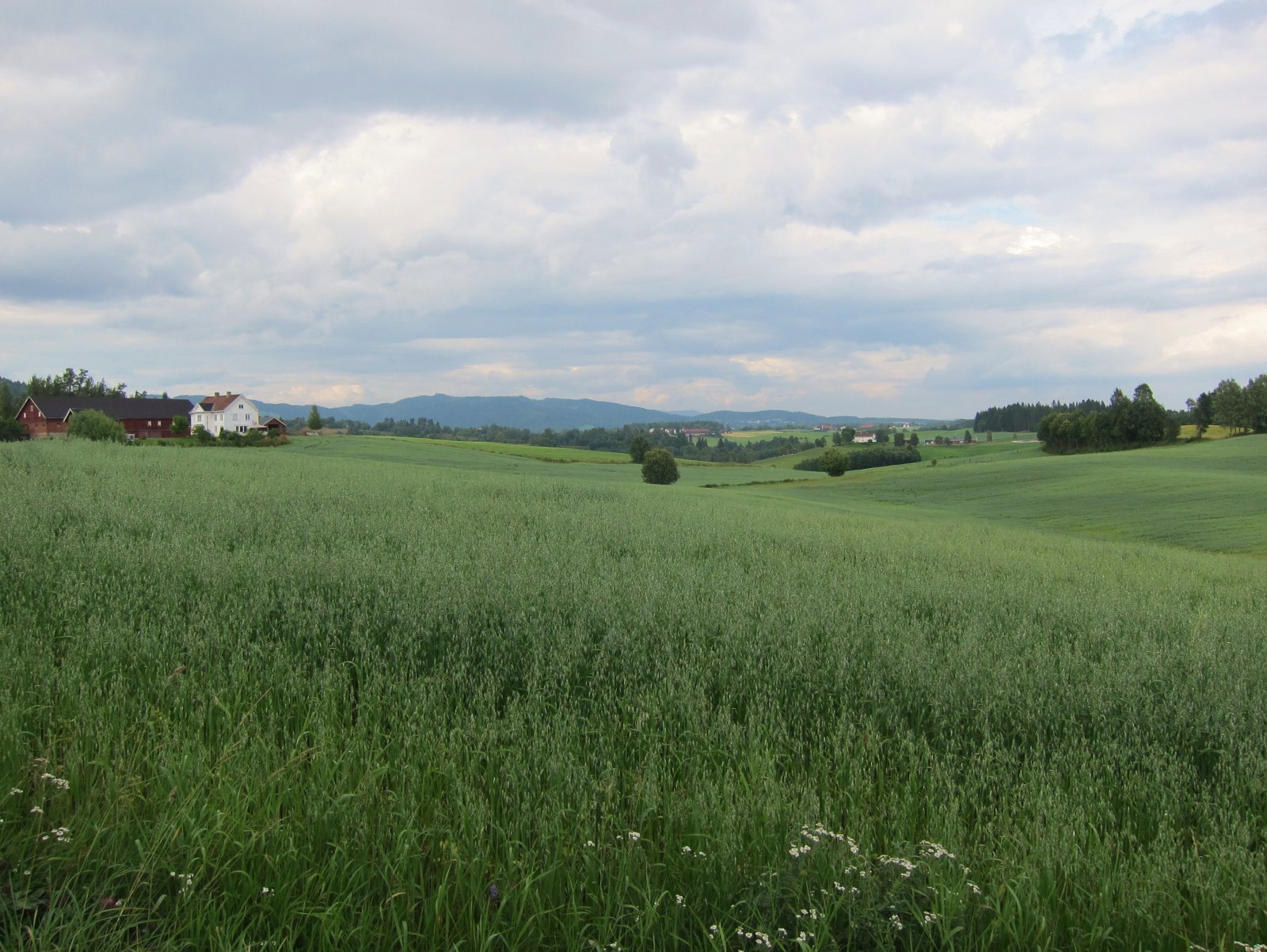 Bølgende Nannestad-landskap
