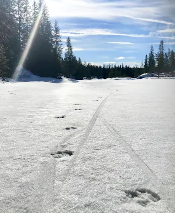 Både elg og skiløper var nok fornøyd med at både is og skare bar så godt i dag, her på nydelige Øyvann nord for Glåmene.