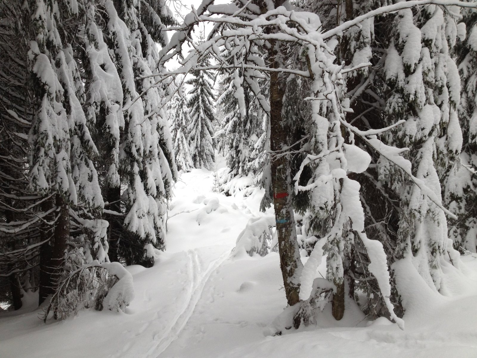 Den gamle løypetraseen nordover mot Lindeberget