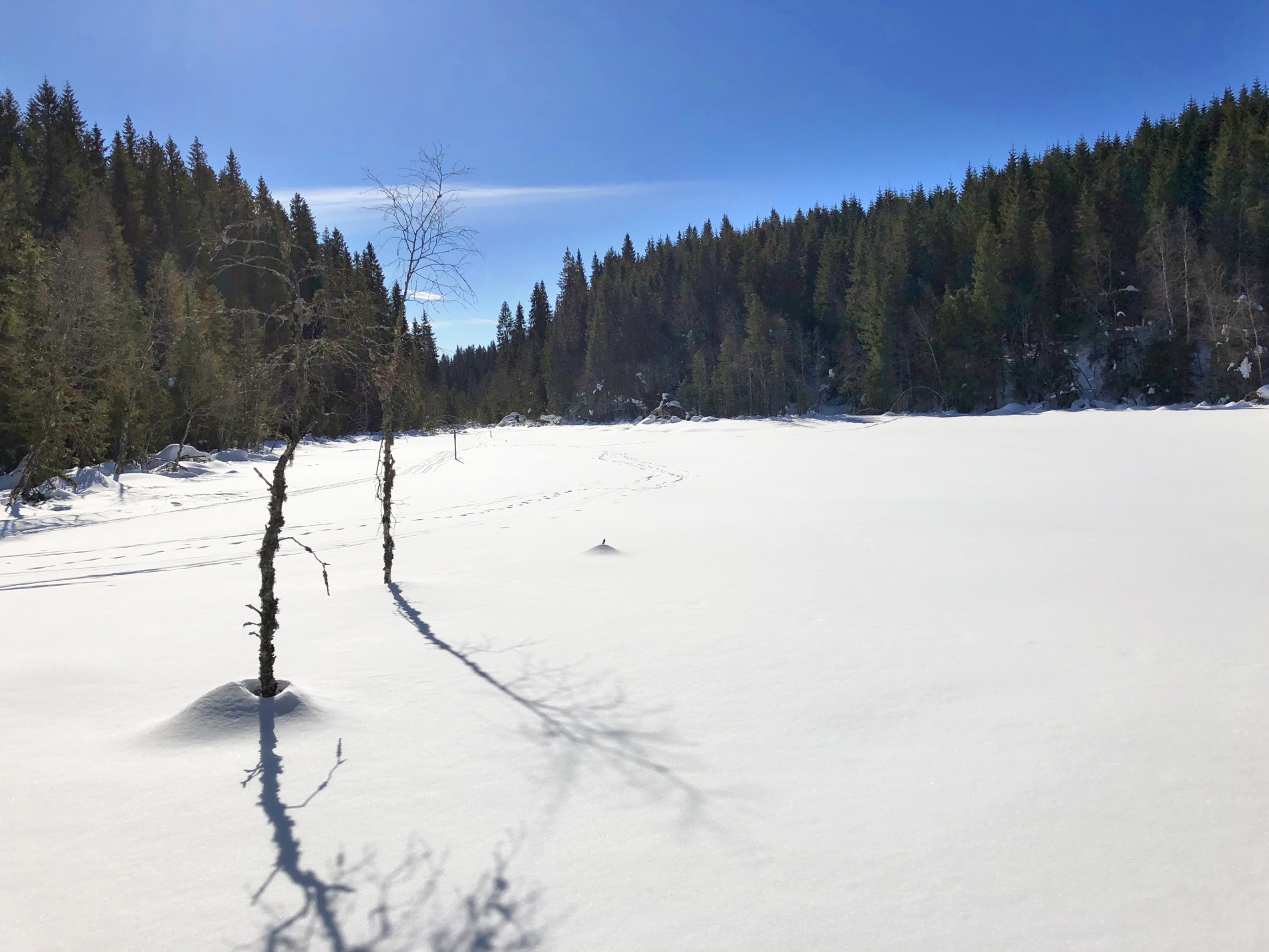 Den minste Bjønnputten