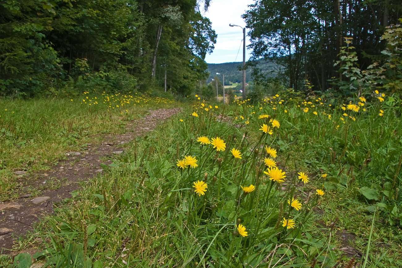 Det gror i lysløypetraseen