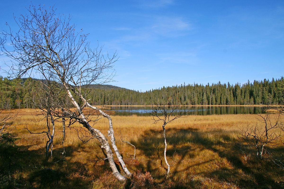 Det skjeve treet ved Johannestjernet