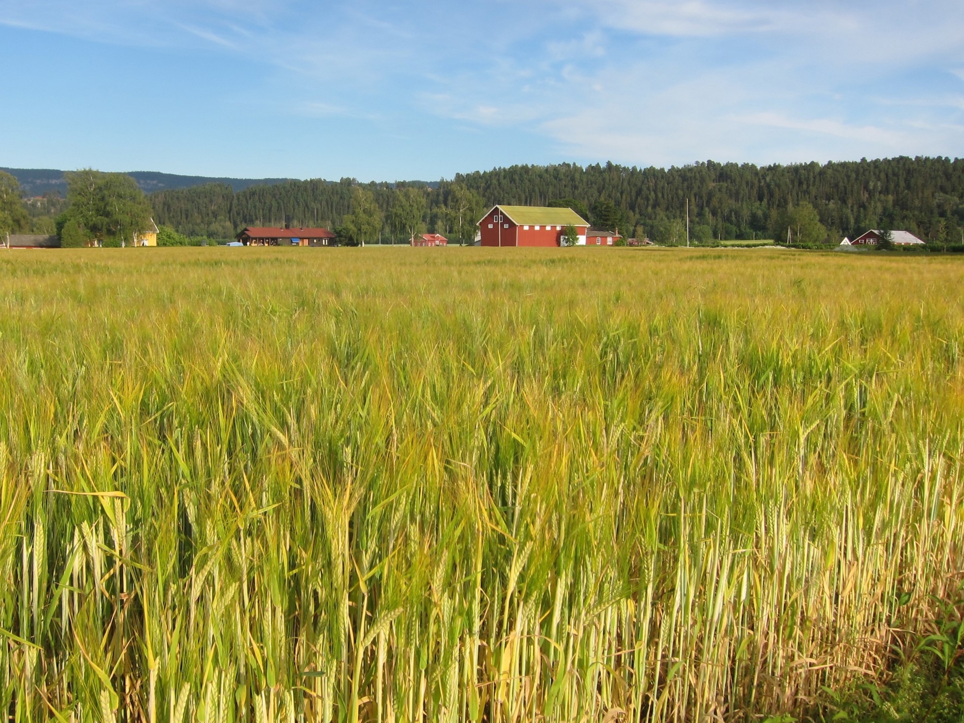 Det vokser og gror på Steinssletta