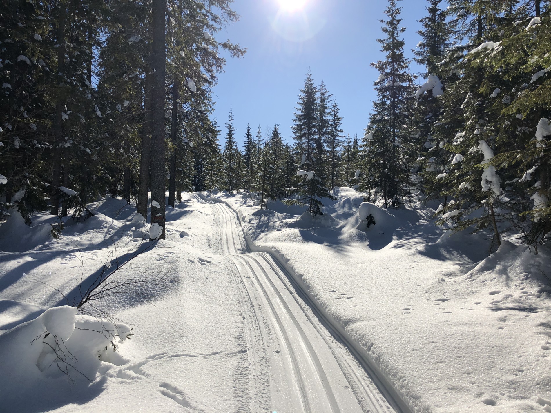 Drømmeforhold i scooterløypa mot Langvatnet