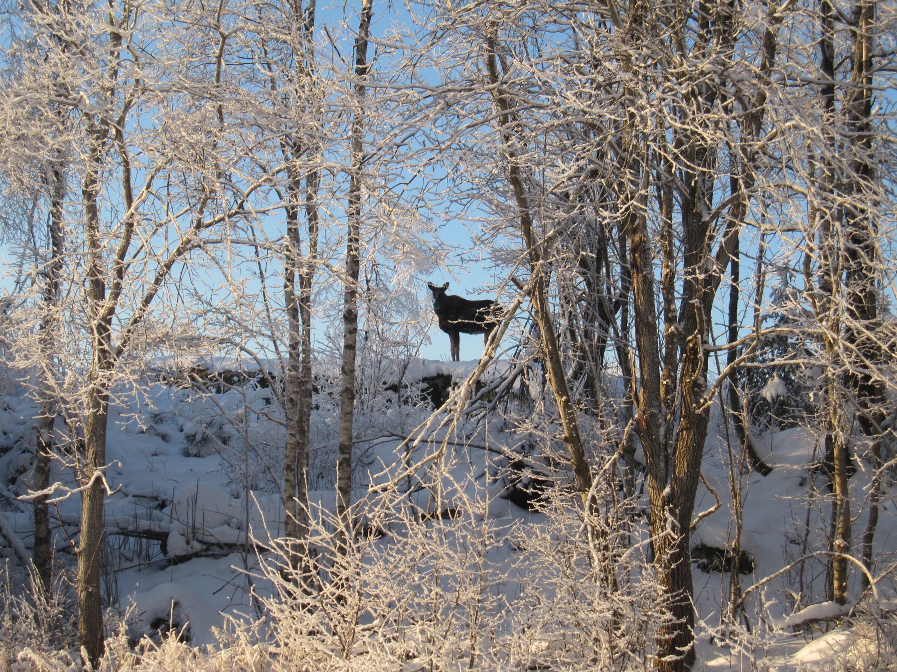 Elg ved Kjenslirunden