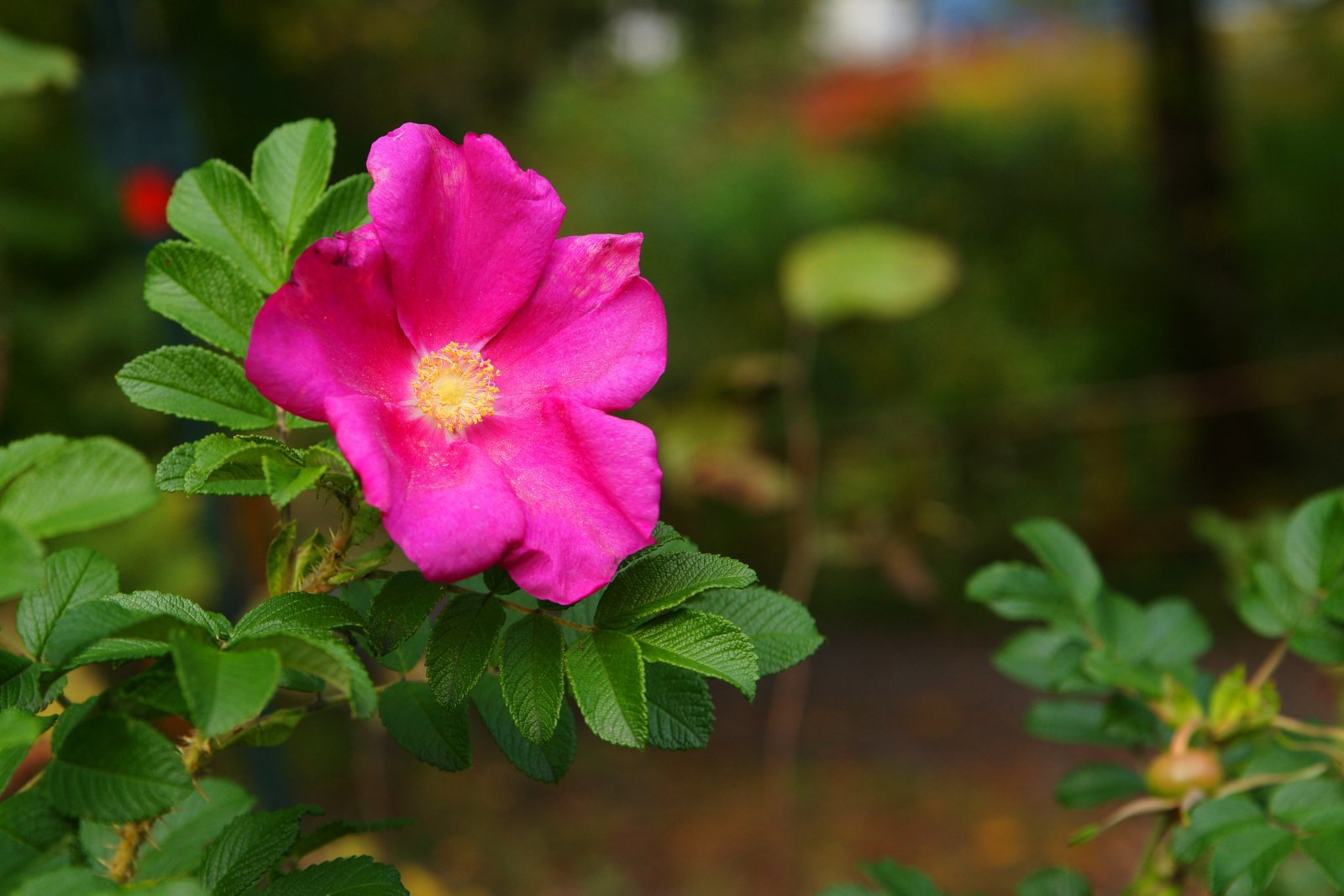 En av sommerens siste roser