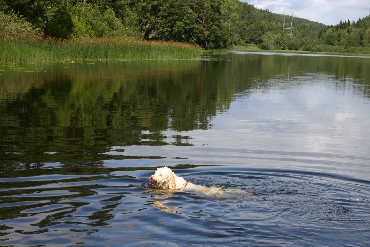 En dukkert i Tussetjern