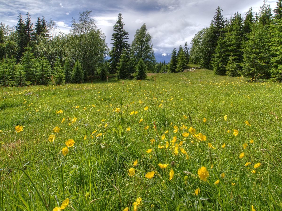 En eng med smørblomster