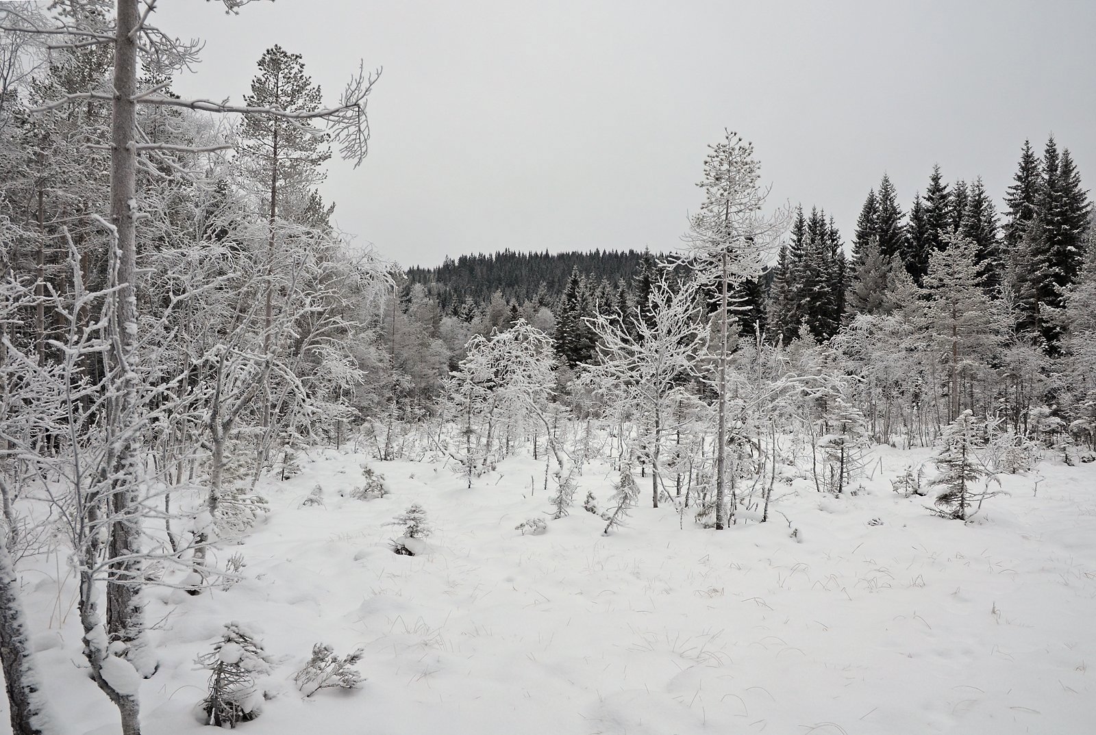 En myr omsluttet av skiløyper
