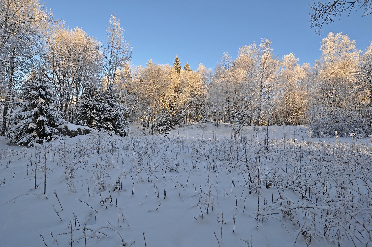 Enda en voll som gror igjen