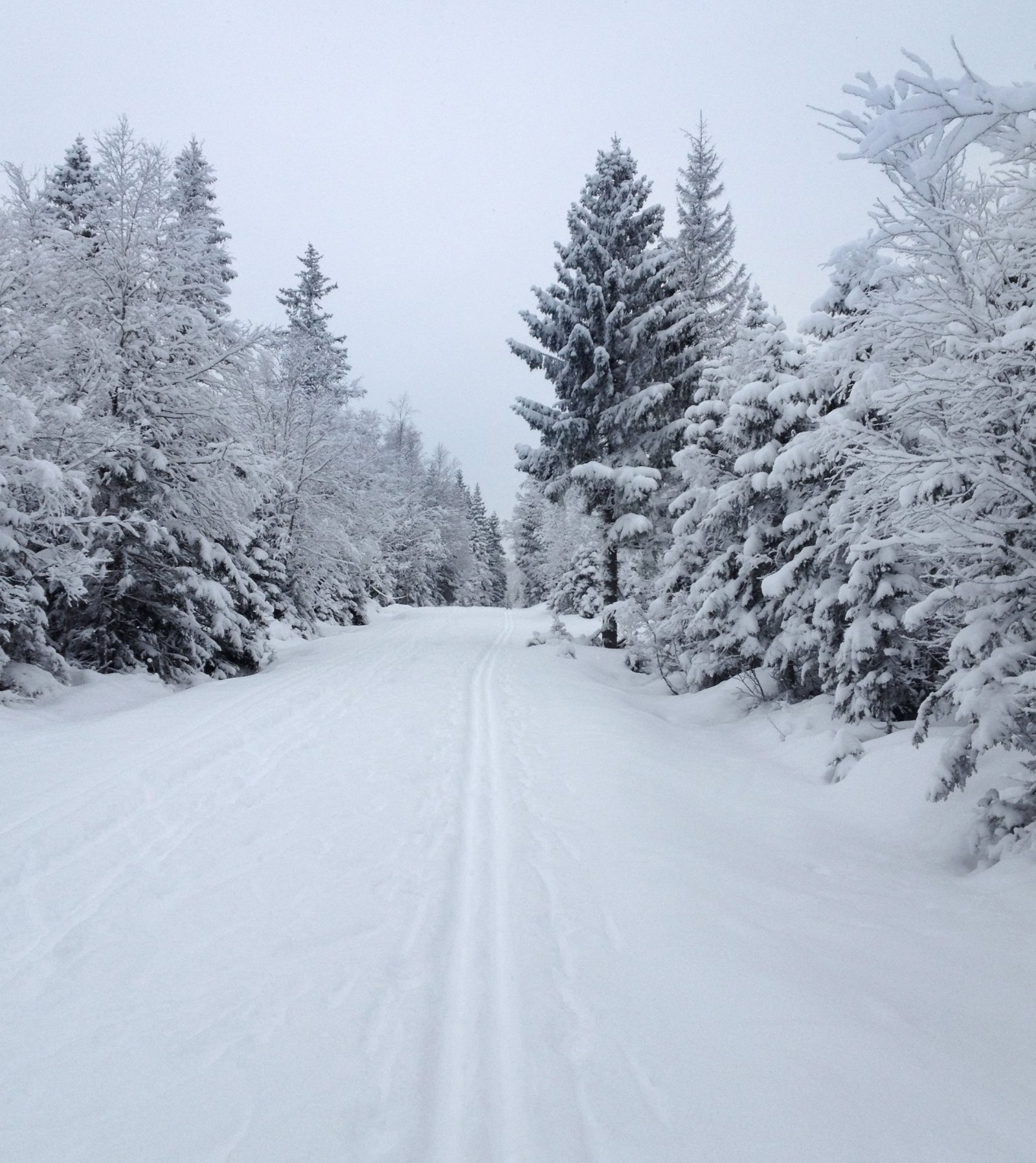 Endelig vinterkledd skog
