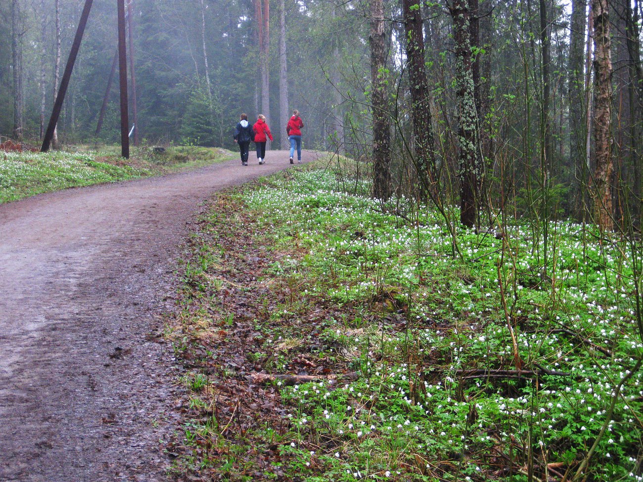 Enger av hvitveis ved Sarabråten