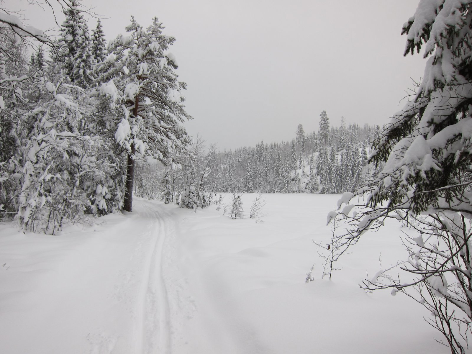 Ensomt spor ved Auretjernsetra