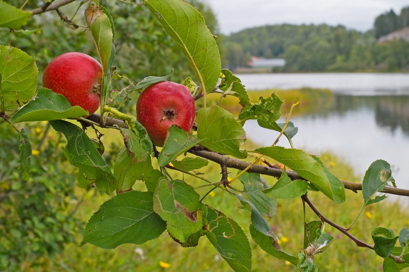 Epler på villspor