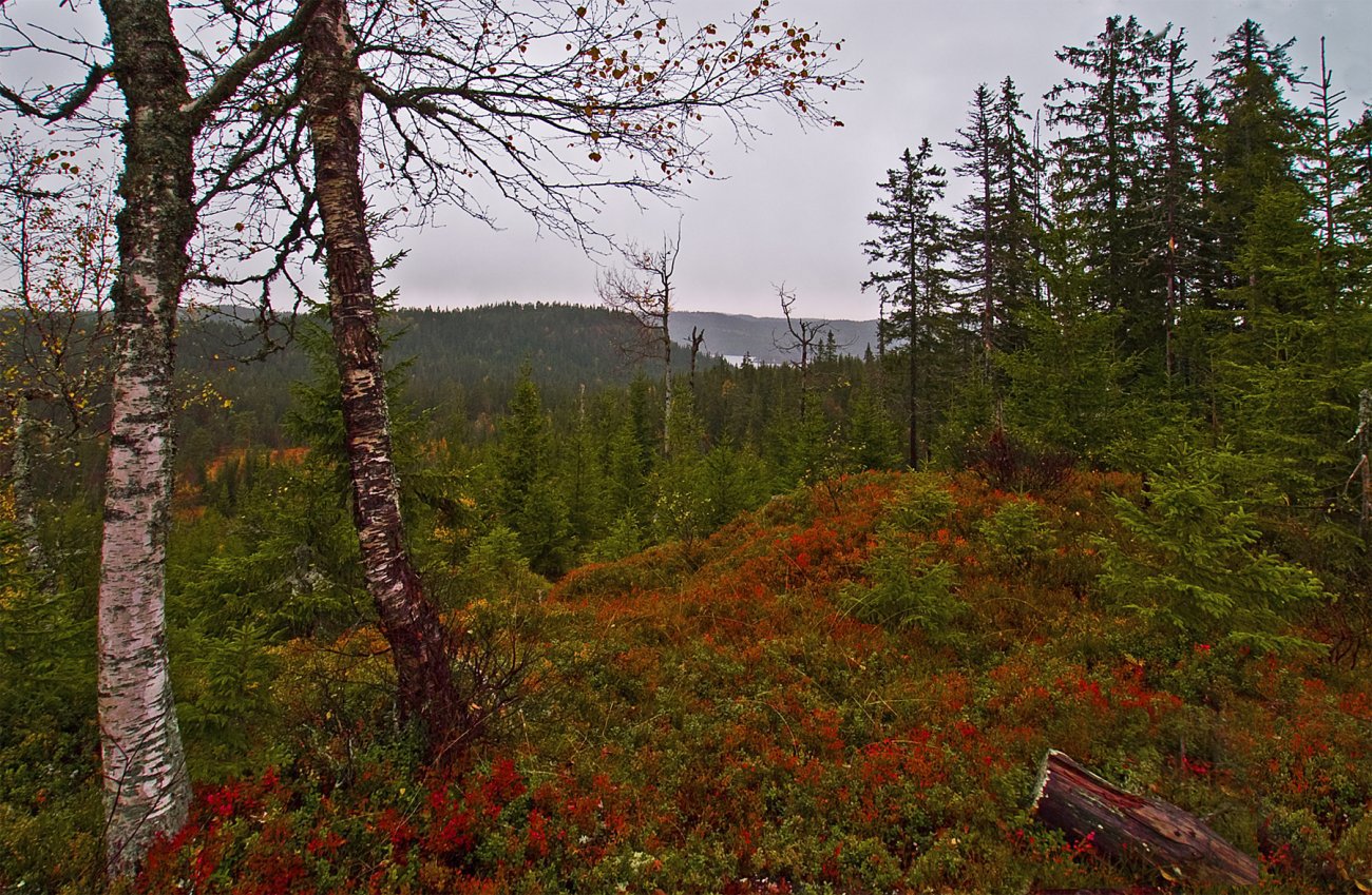 Et glimt av Søndre Heggelivann