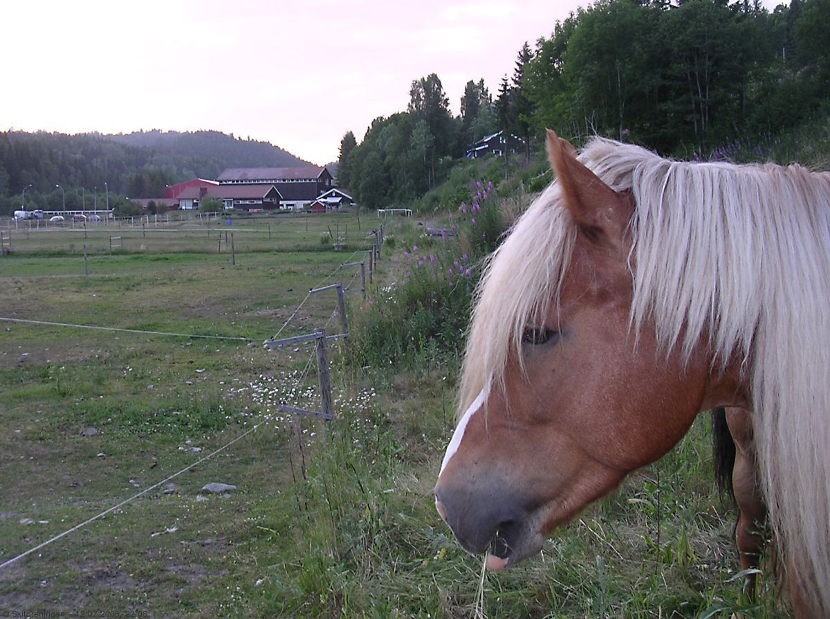 Et hestehode foran Elveli