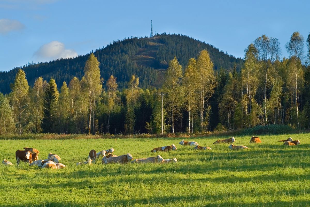 Et lite stykke Norge?