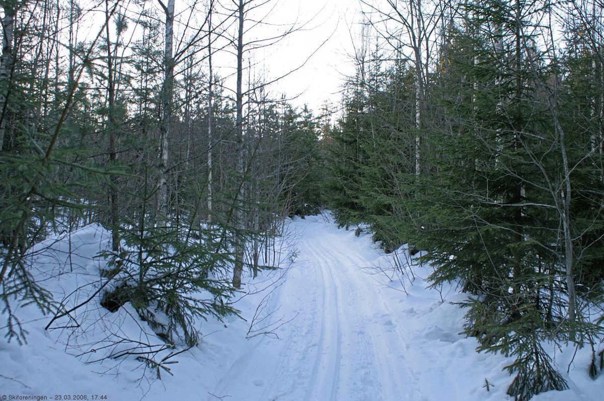 Et spor gjennom småskogen